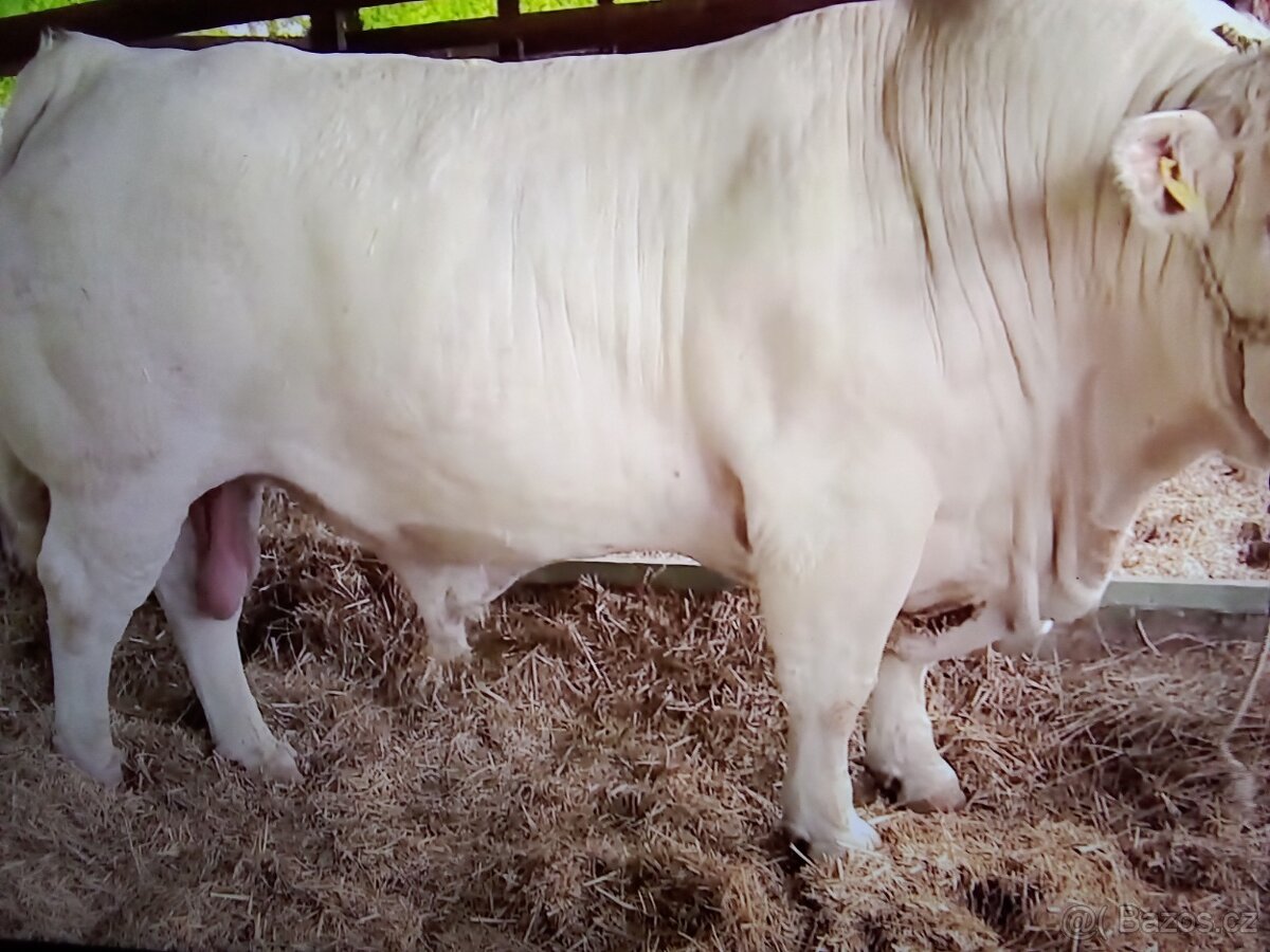 Ponúkame na predaj Plemene býky Charolais Francúzsky