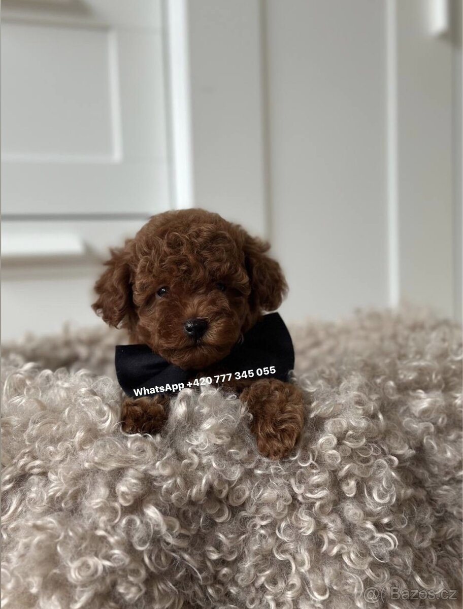 Toy Poodle Red Brown