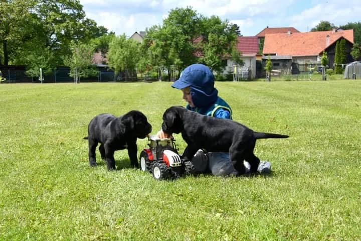 Cane Corso štěňátka s PP - přátelská cena