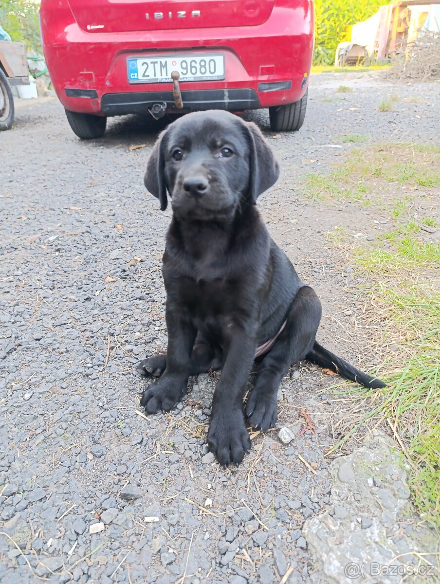 Štěňátka Labradorský retrívr