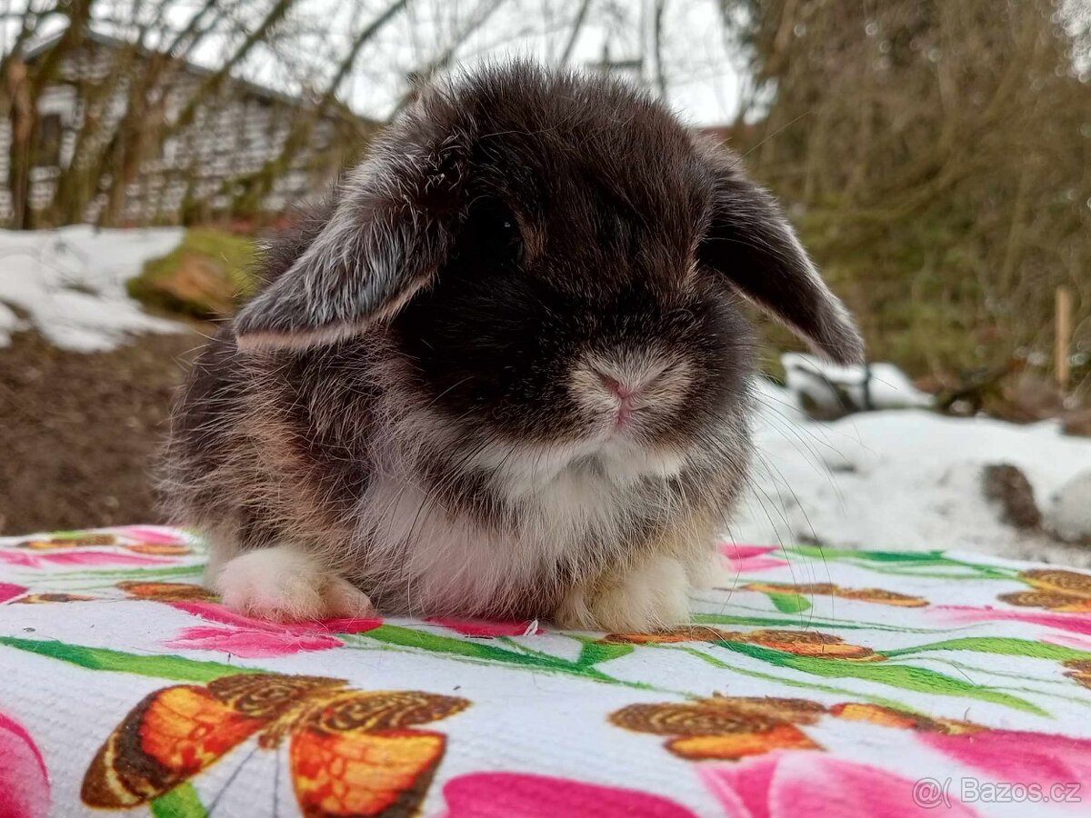 Kouzelná Miminka  - Anglický Zakrslý Beránek MiniLop