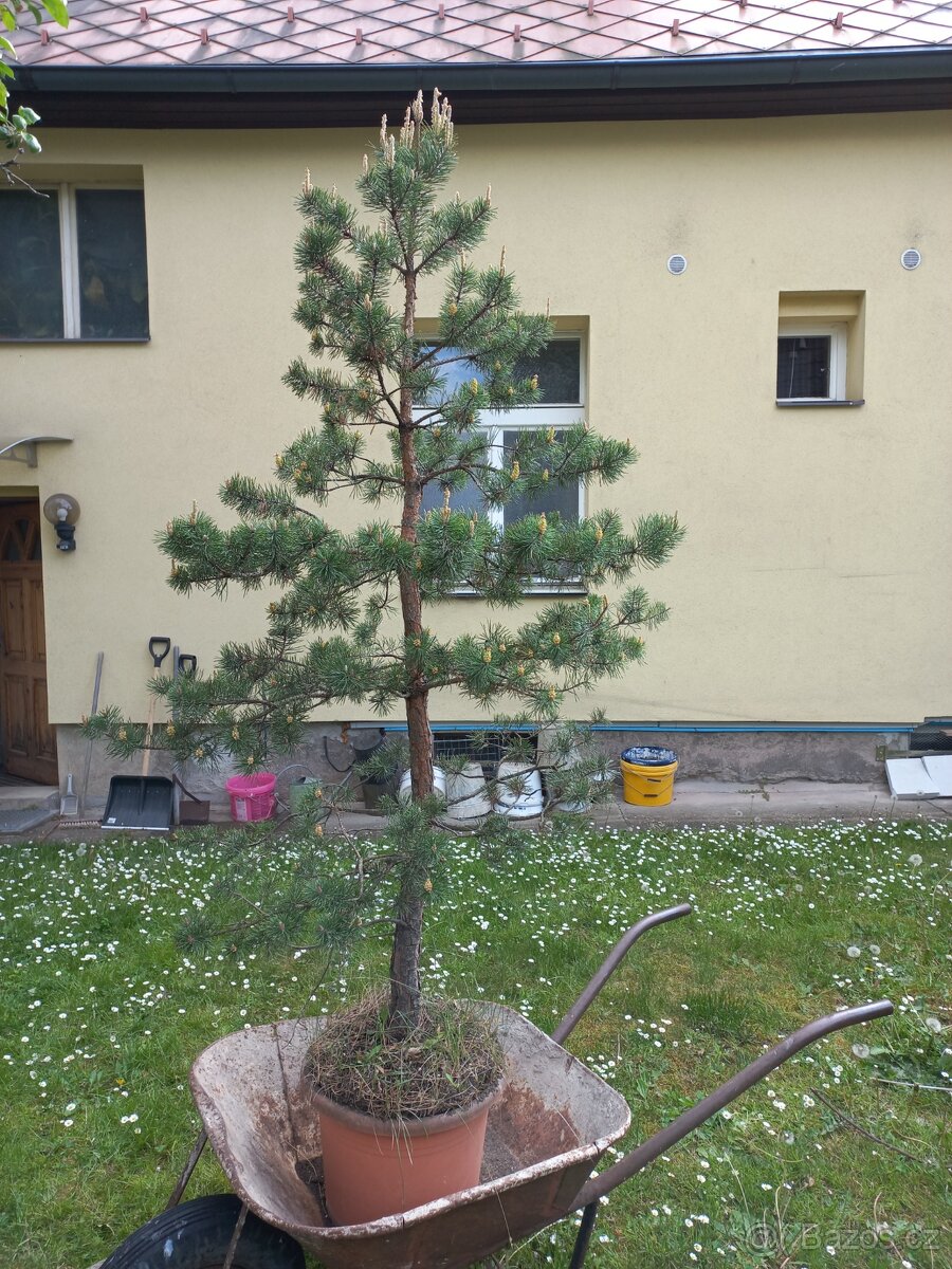Borovice alá velká bonsai - bonsaj, výška 160cm věk 10let