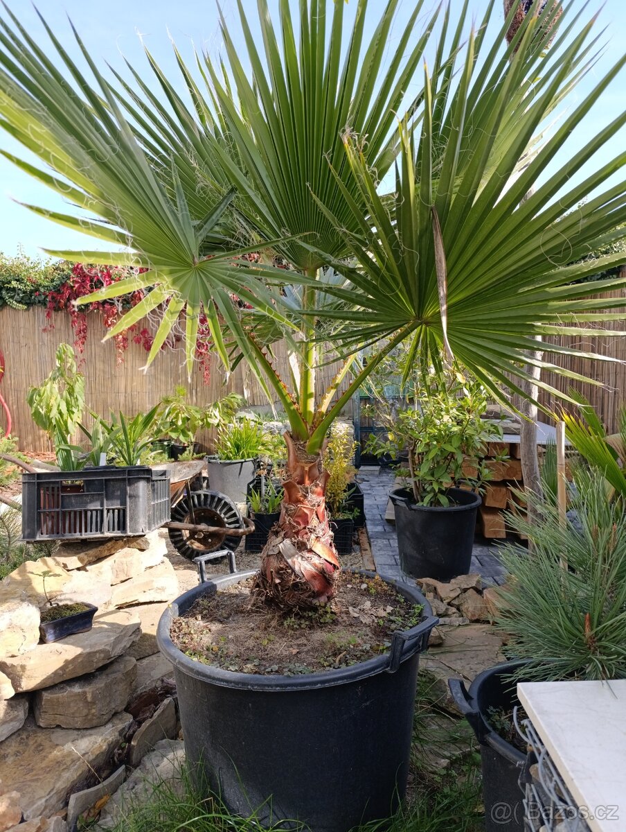 Washingtonia robusta