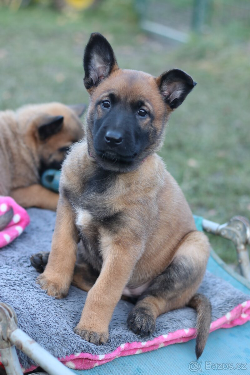 Belgický ovčák malinois s PP