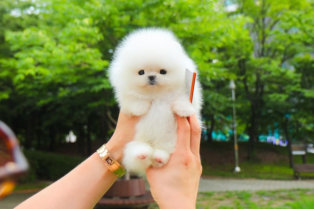 Pomeranian mini