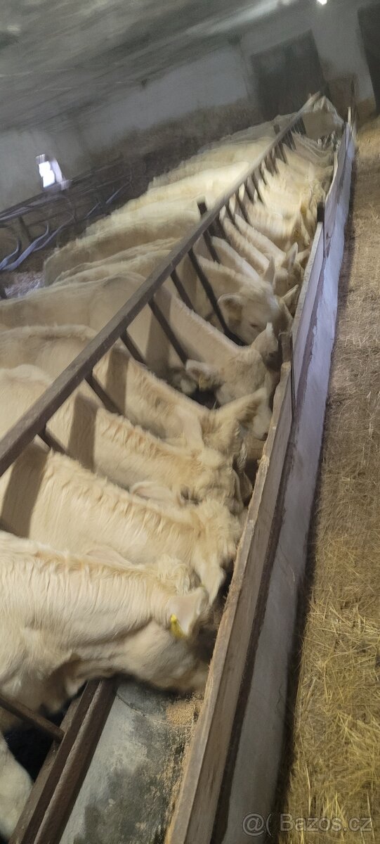 Jalovice charolais