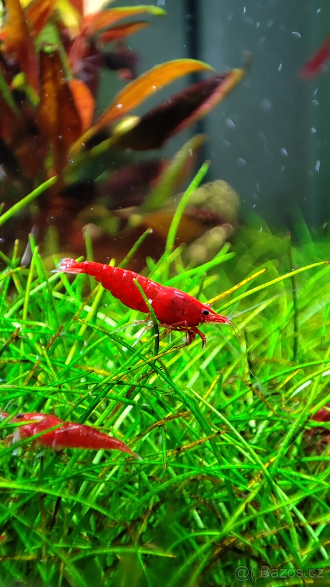 Krevetky Neocaridina davidi - bloody mary