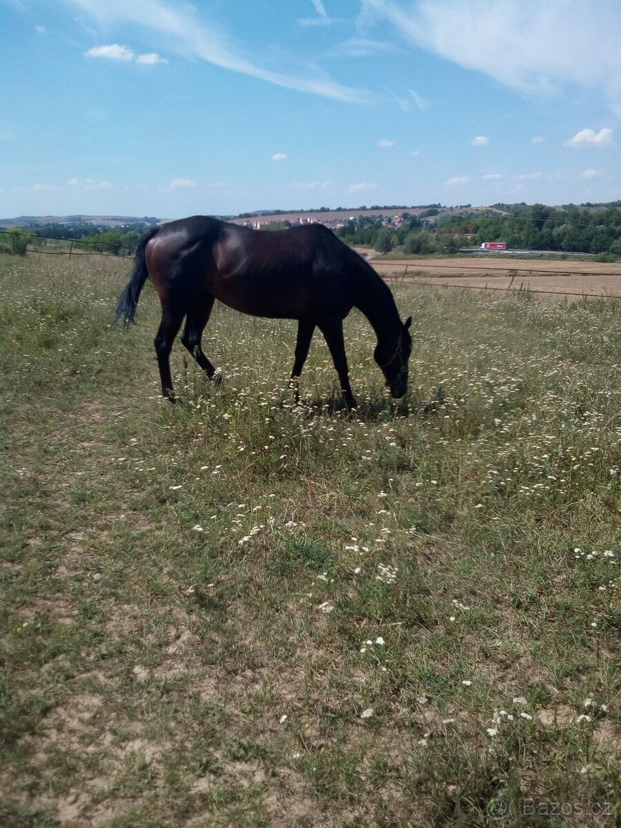 Prodám kobylku A1/1