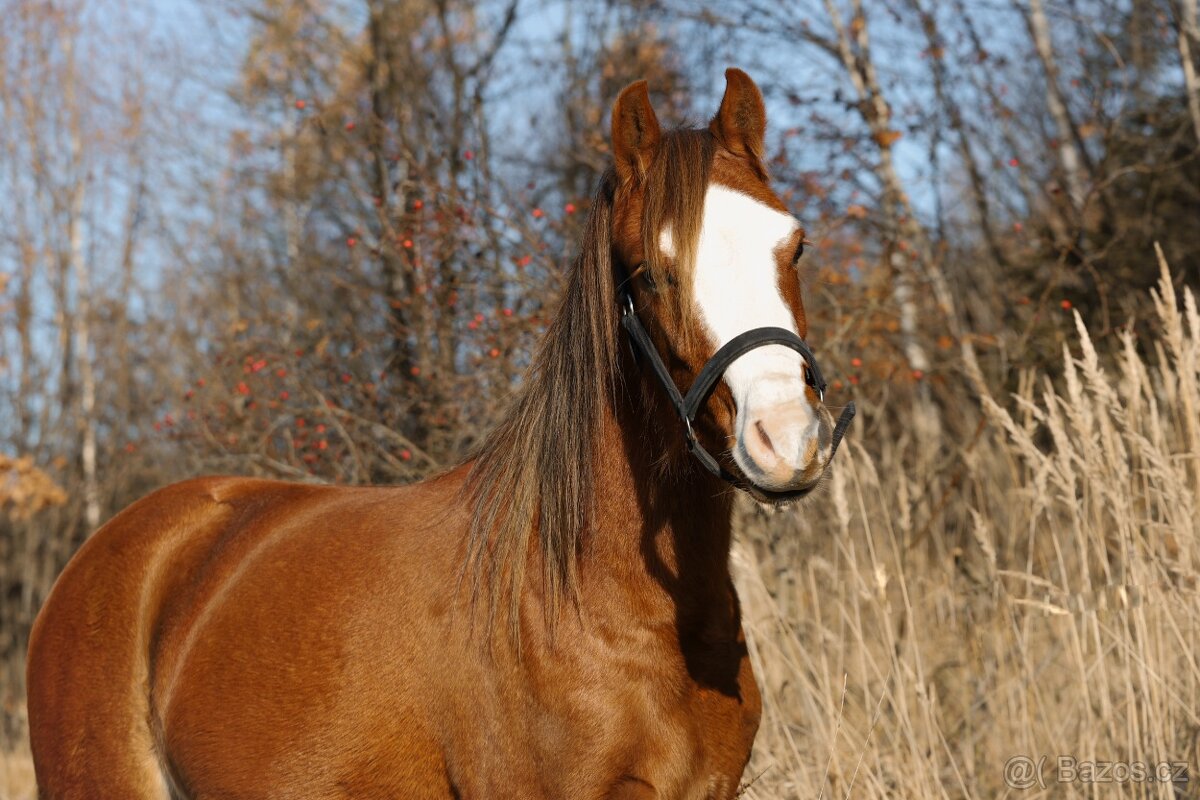 Welsh pony sekce B