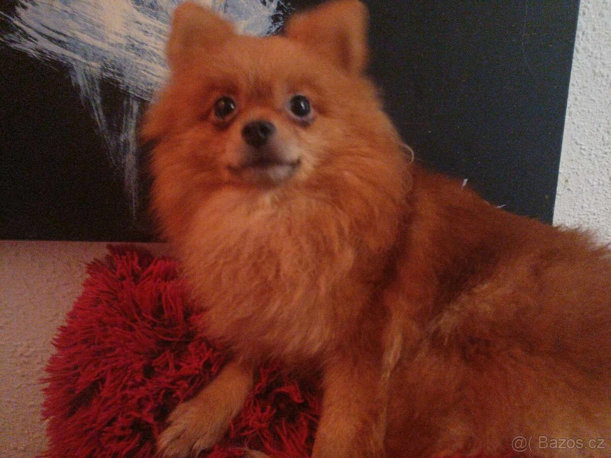 Spic malý pomeranian