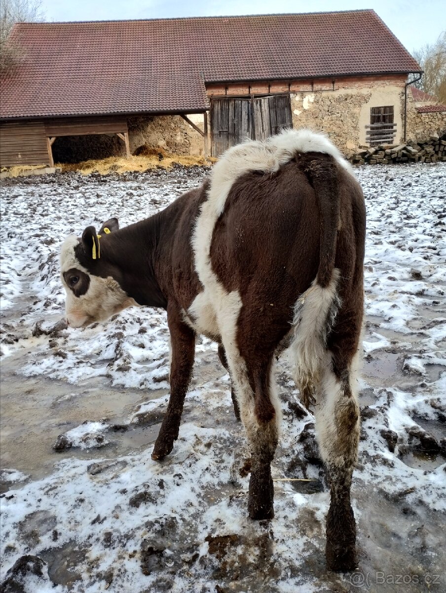 Prodám jalovici