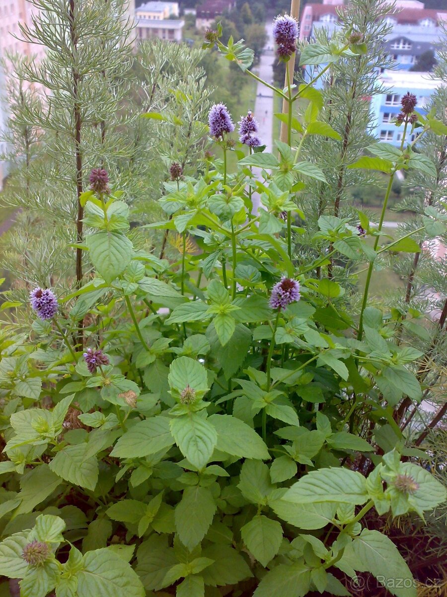 Máta peprná - Mentha piperita - rostlina - květník 7x7x7cm