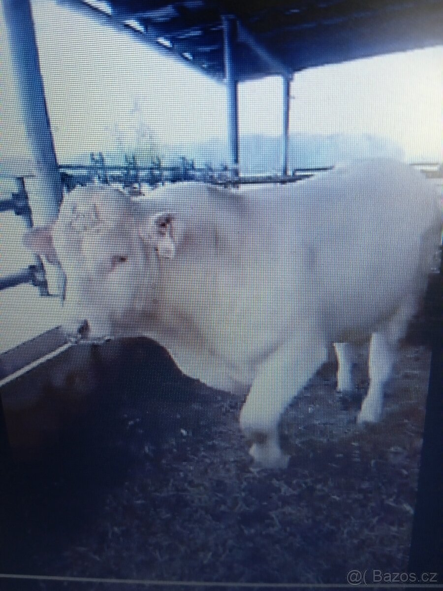 Nabízím plemenného býka Charolais