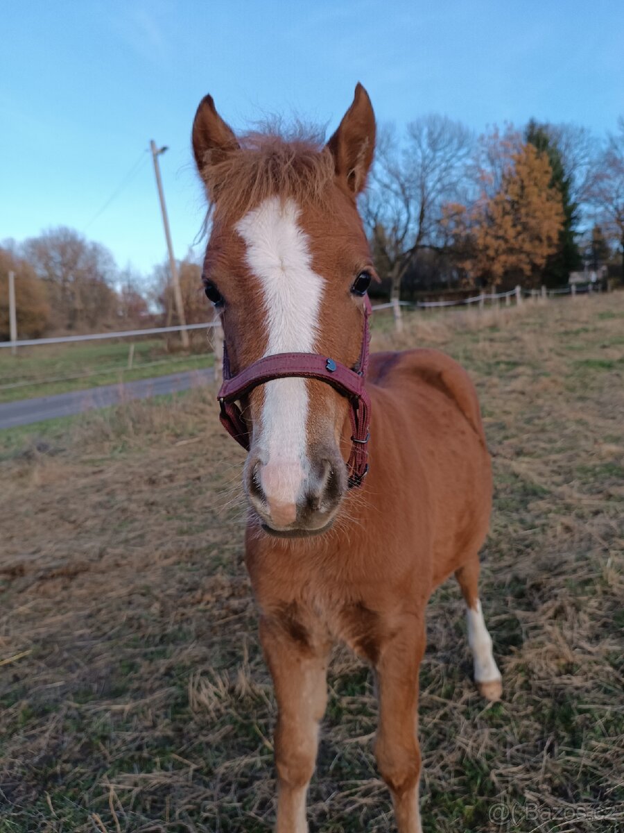 Půlroční klisnička Welsh pony of cob type sekce C