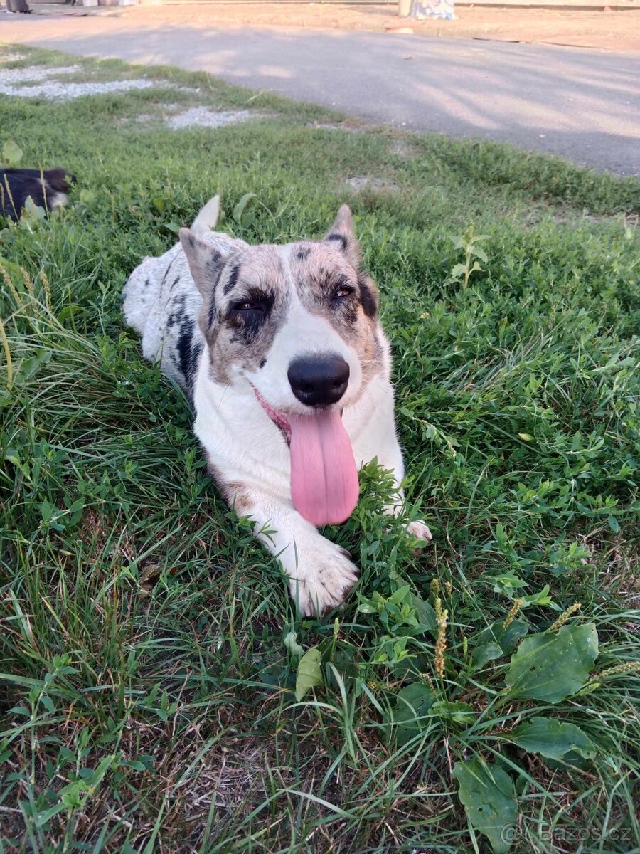 WELSH CORGI CARDIGAN