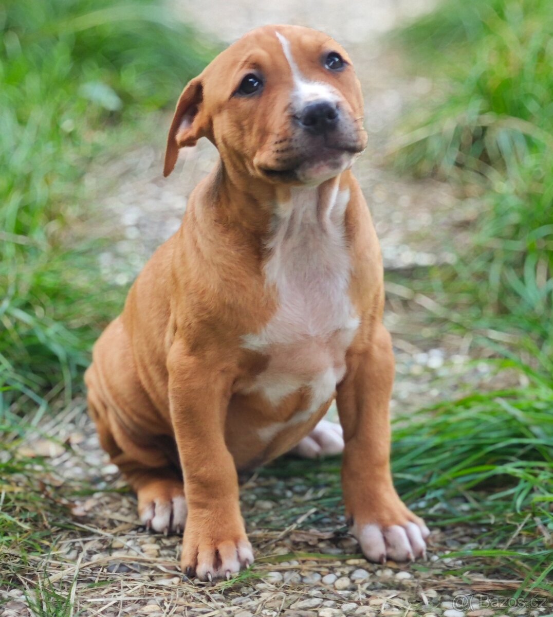 American Pit Bull Terrier, Americký pitbulteriér, pitbull