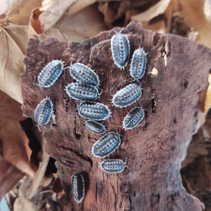 Porcellio flavomarginatus