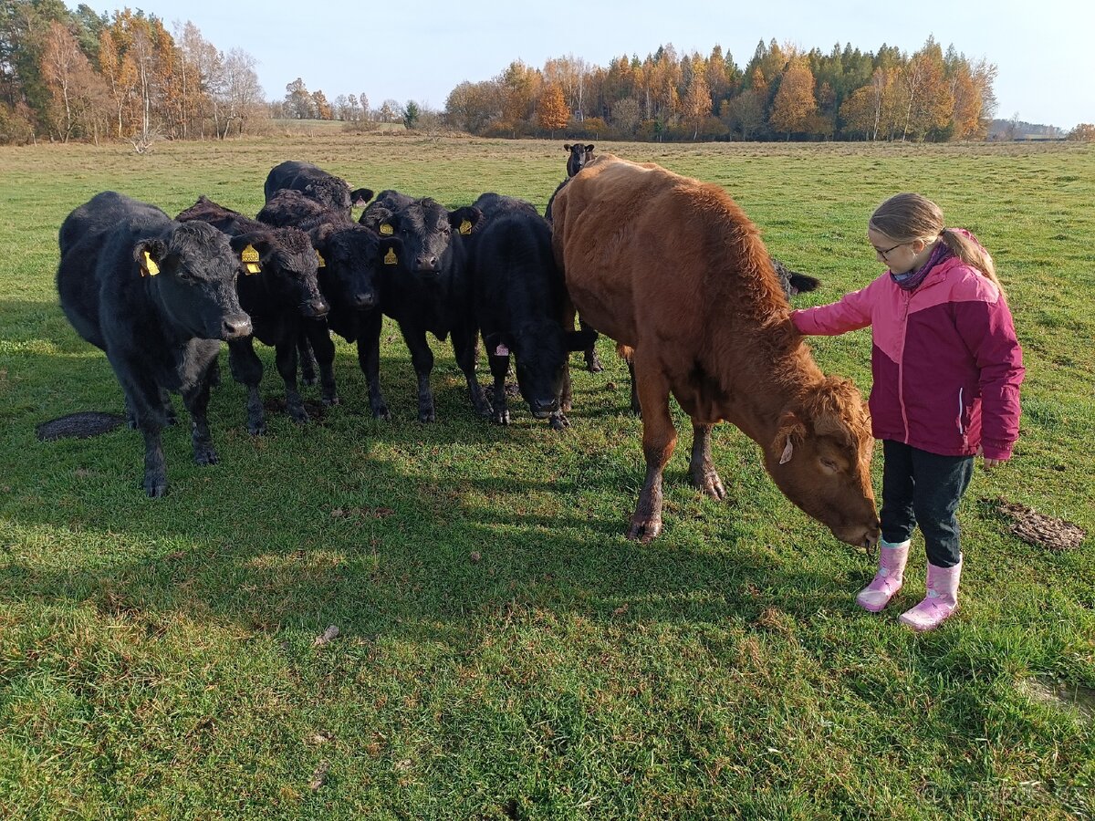 Prodej býka Aberdeen Angus