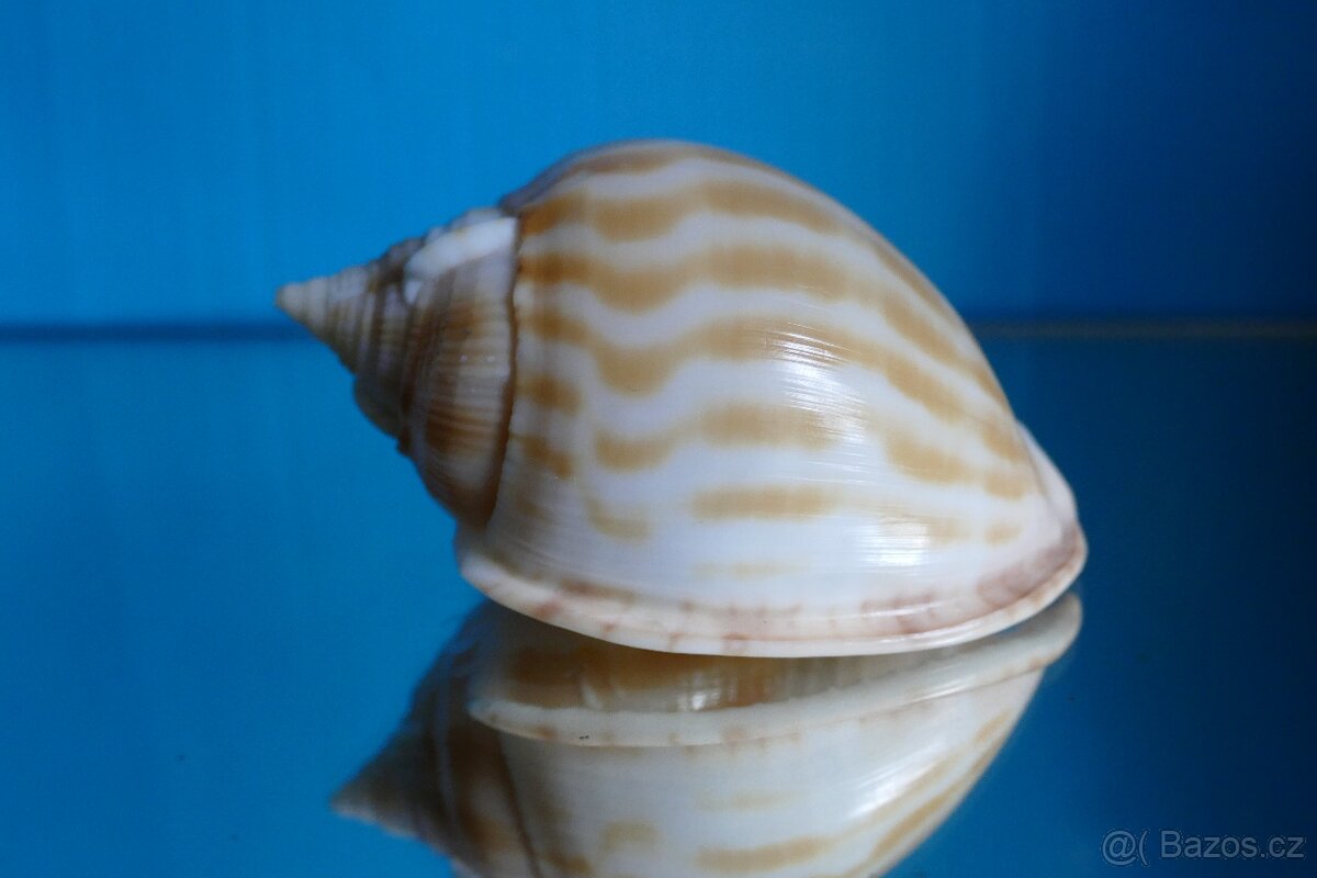 Phalium muangmani XL