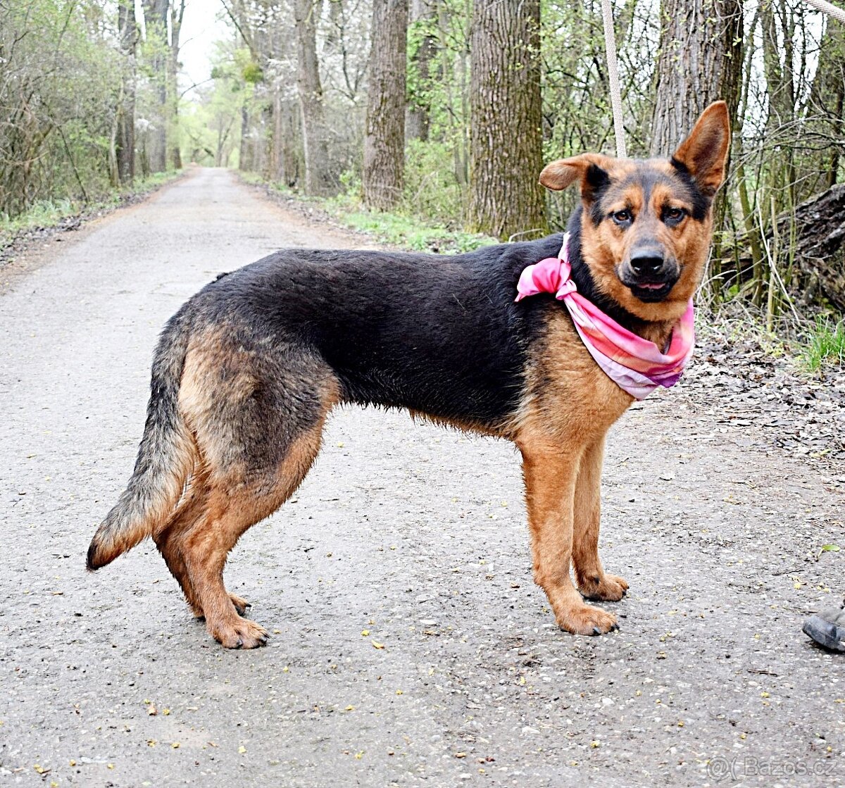 FIBI K ADOPCI - HODNÉ ZLATÍČKO, ZASLOUŽÍ SI MILUJÍCÍ RODINU