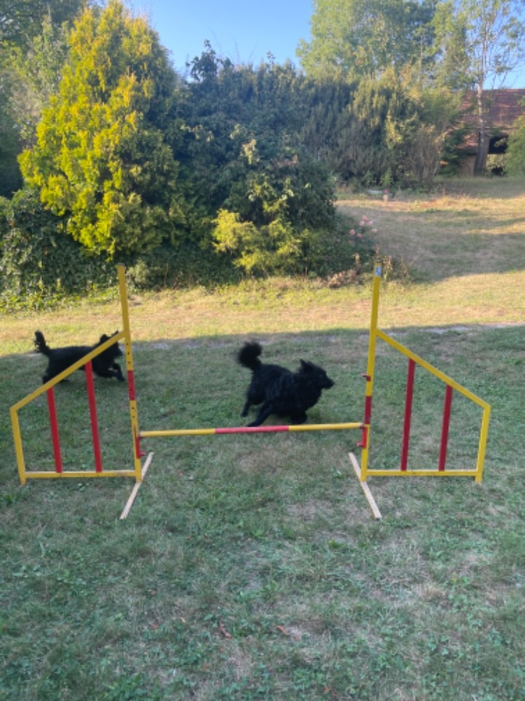 Překážky na agility