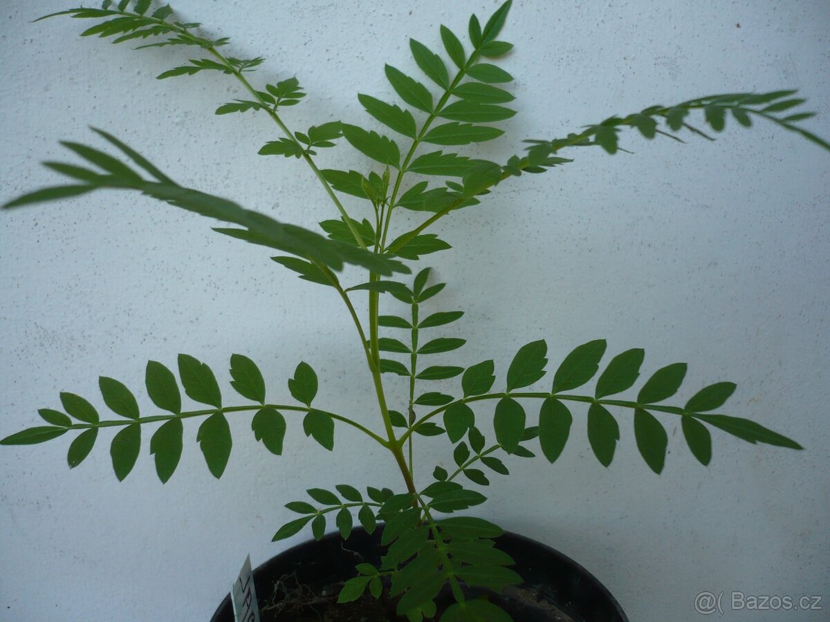 JACARANDA