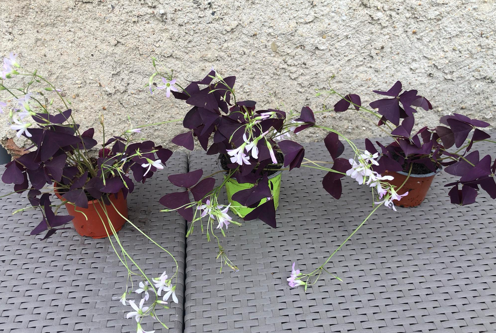 Oxalis triangularis