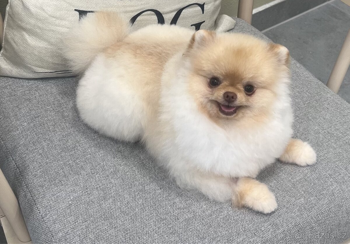 Pomeranian s pp