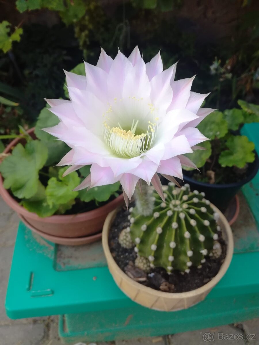 Kaktus Echinopsis