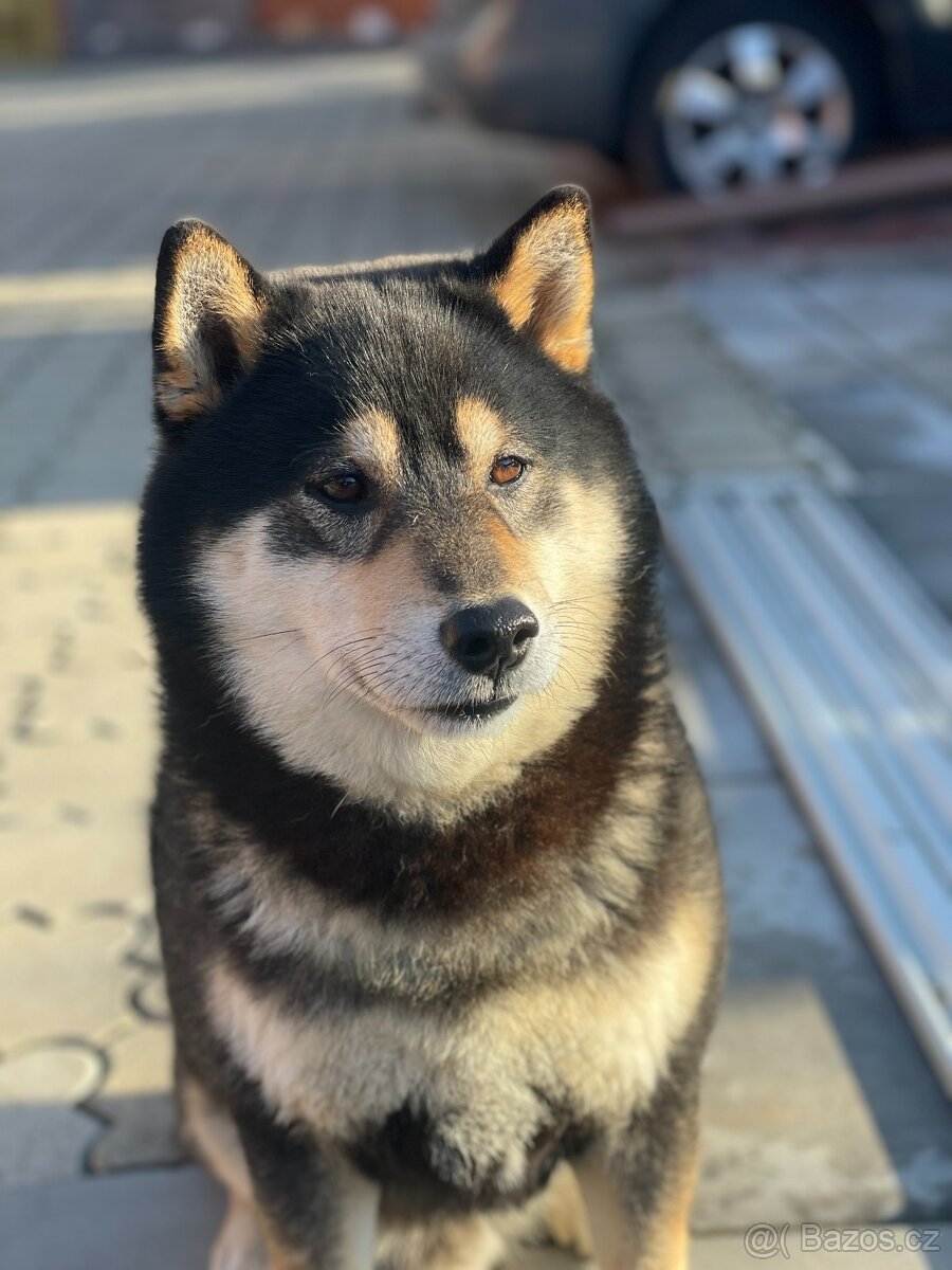 Shiba inu ke krytí