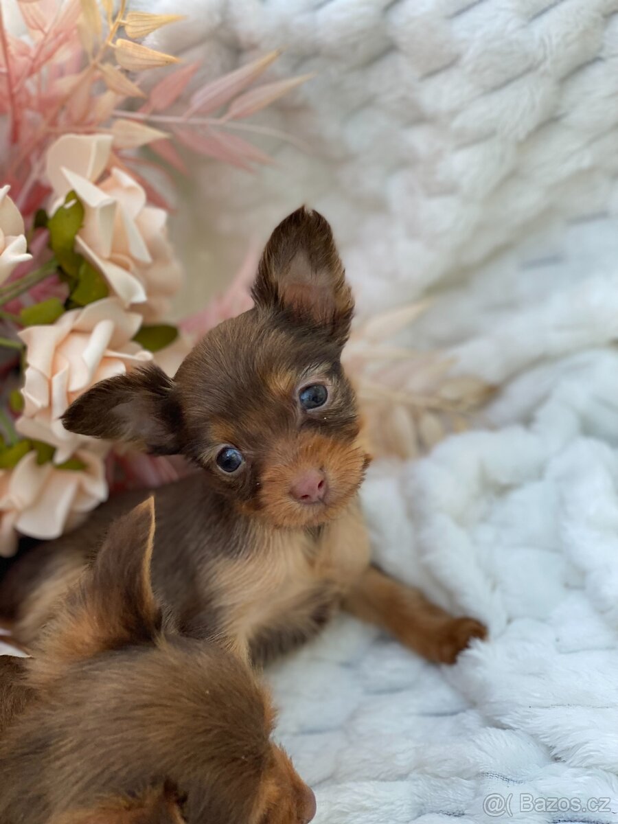 Miniatúrne šteniatko toy teriéra, toy pudlík, maltipoo