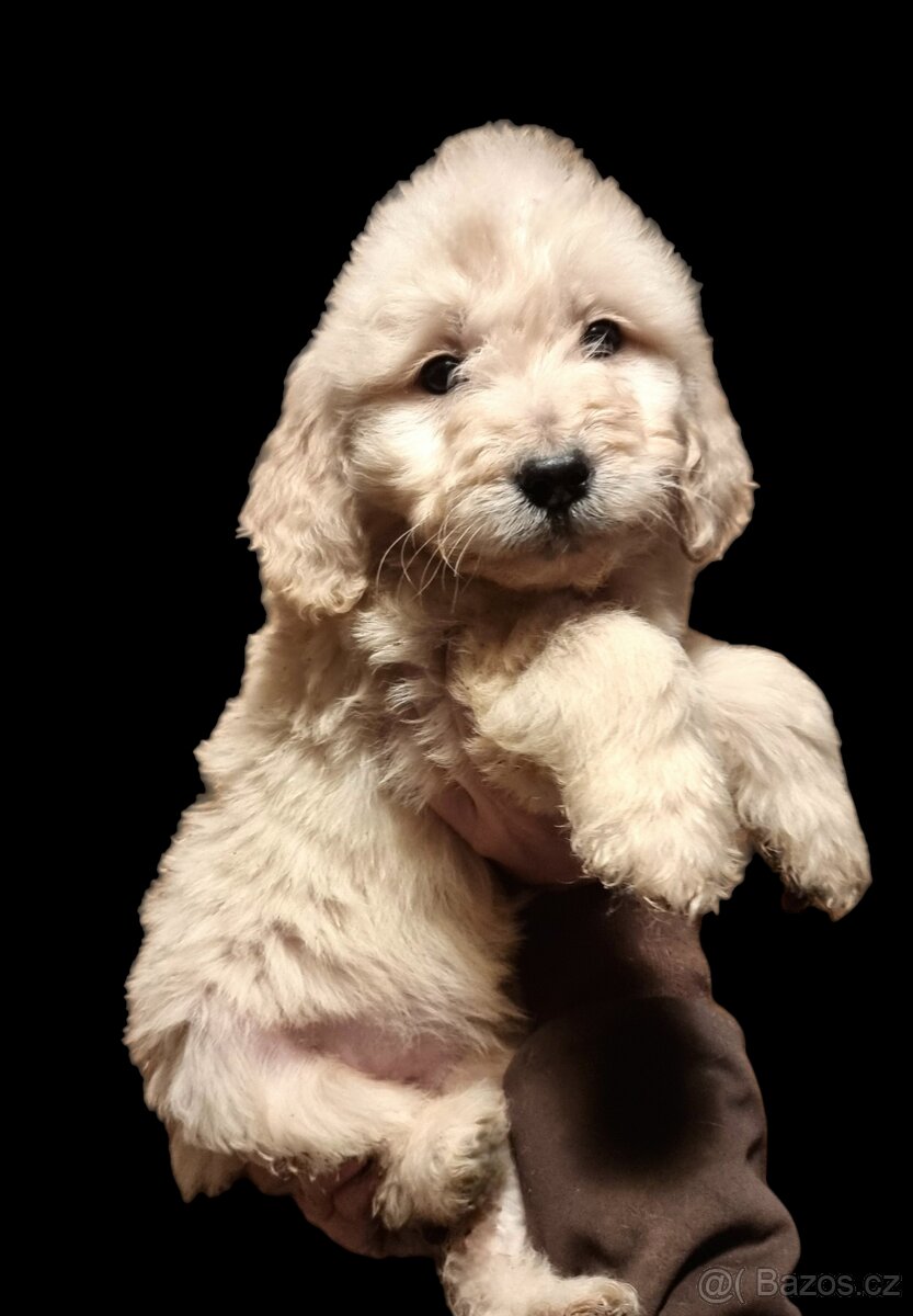 GOLDENDOODLE F1 Standard