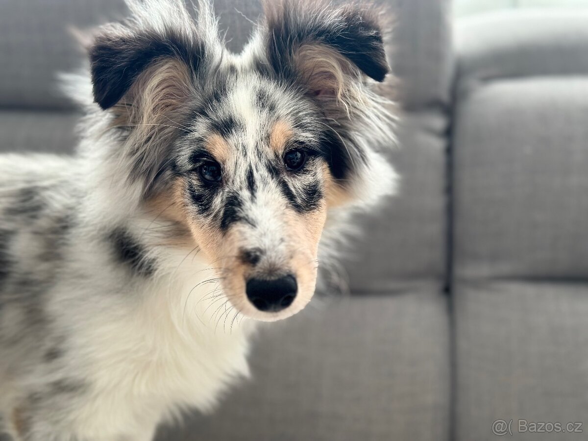 Sheltie/ Šeltie s PP/ FCI