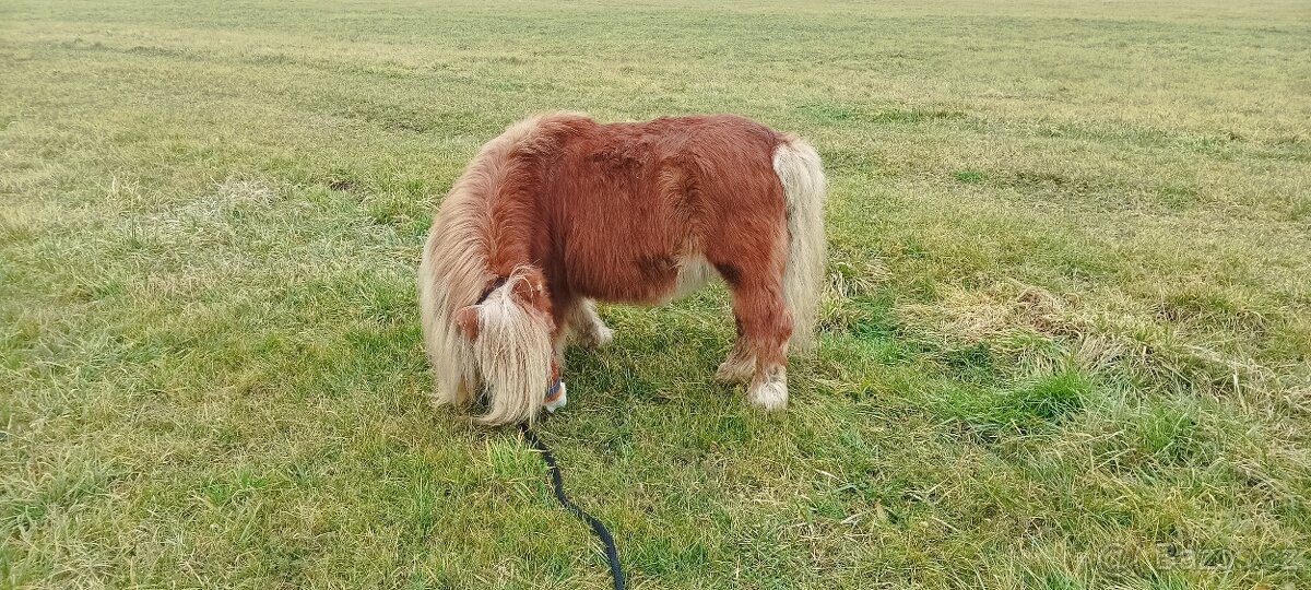 Pony schetland