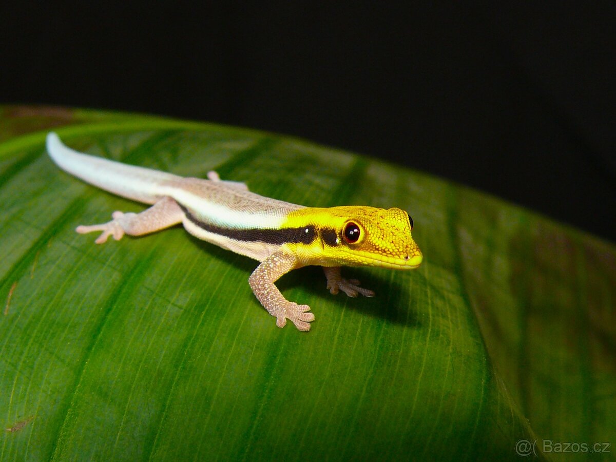 Phelsuma lineata, Phelsuma pasteuri, Lamprolepis smaragdina