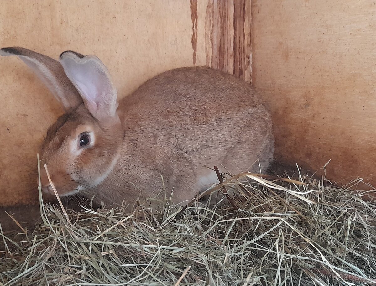 Králík samice mix středních plemen