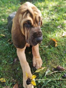 Bloodhound (Chien de Saint-Hubert) - 10