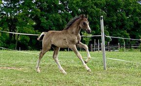 Welsh pony of cob type - 10