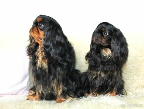 King charles spaniel  /English toy  spaniel/ štěně s PP - 10