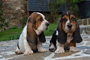 BASSET HOUND s PP - 10