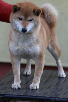 Shiba Inu s PP FCI - 10