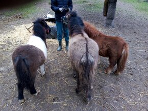 Shetland pony s pp - 10