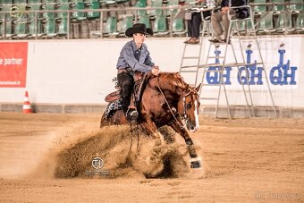 Kobylka Quarter Horse (AQH, QH) - 10