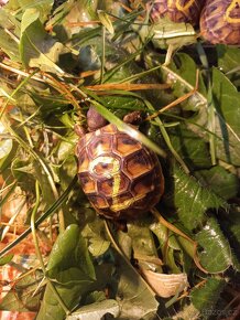 Prodám mláďata druhu želva zelenavá (Testudo hermanni) - 10