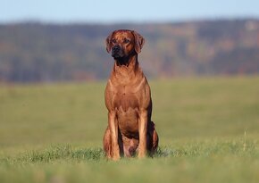 Rhodesian Ridgeback - 10