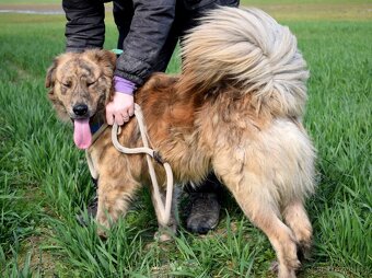 ONTARIO K ADOPCI - 1 ROK, MILÁČEK, MAZEL, VHODNÝ K DĚTEM - 10