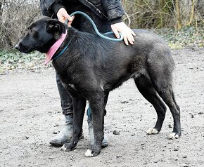 HETTY - 3 ROKY, KLIDNÁ,MILÁ,VDĚČNÁ,NENÁROČNÁ - 10