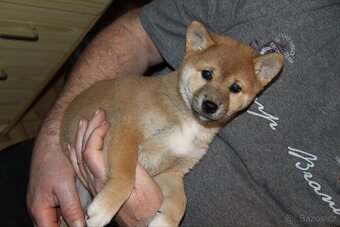 Štěňátka Shiba Inu - 10