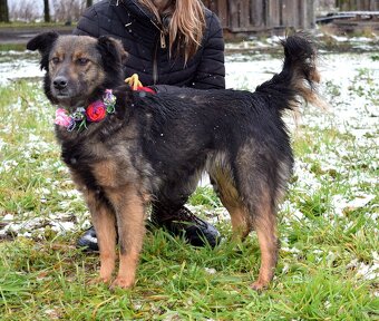 CALI K ADOPCI - 2 ROKY, ODDANÁ,HODNÁ,VĚRNÁ - 10