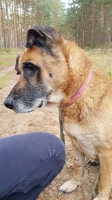 ROXY K ADOPCI - vděčná, nenáročná seniorka - 10